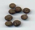 Pimenta dioica/officinalis: Dried allspice fruits