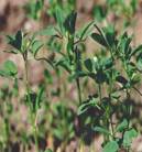Trigonella foenum-graecum: Fenugreek herb