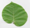 Piper auritum: Mexican pepper leaf (acuyo)