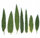 Mentha spec.: Leaves of various mints