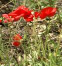 Papaver rhoes: Flander'spoppy flowers