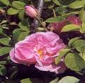 Rosa damascena: Damask Rose Quatre Saisons Continue